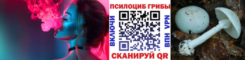 Псилоцибиновые грибы Cubensis  Купить где  Северск 